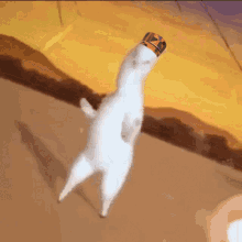 Njaku Llama Dance GIF
