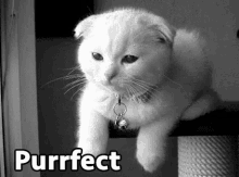 Purrfect GIF - Purrfect Cat Cute GIFs