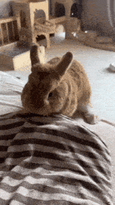 a brown rabbit is sitting on a striped blanket on a person 's lap .
