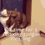 Relaxing Couple Cat GIF - Relaxing Couple Cat Dont Move Okay GIFs