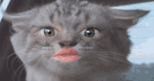 Rebex Cat Cough GIF - Rebex Cat Cough Cough GIFs