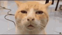 Bruh Cat GIF - Bruh Cat Dan Da Dan Cat GIFs