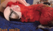 Parrot Just Smile GIF - Parrot Just Smile Papagaio GIFs