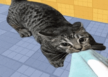 a cat with a towel in its mouth