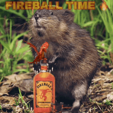 Fireball Muskrat GIF - Fireball Muskrat Drinking GIFs
