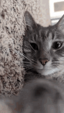 Paw Cat GIF - Paw Cat Close Cat GIFs