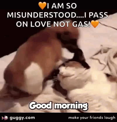 Funny Animals Good Morning GIF - Funny Animals Good Morning Dogs - Discover  & Share GIFs