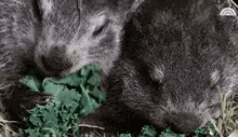 two otters are eating a piece of lettuce together .