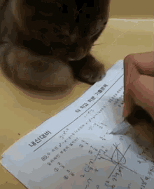 distraction study cat
