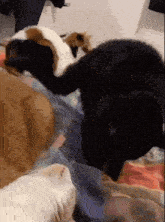 a group of cats laying on a bed including a black one