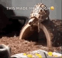 Turtle Face Plant GIF - Turtle Face Plant Fall GIFs