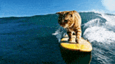 a cat is riding a wave on a surfboard with veo written on the bottom