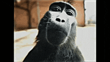 Rizz Monkey GIF - Rizz Monkey GIFs