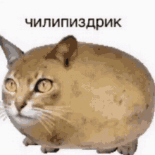 Potato Cat GIF - Potato Cat чилипиздрик GIFs