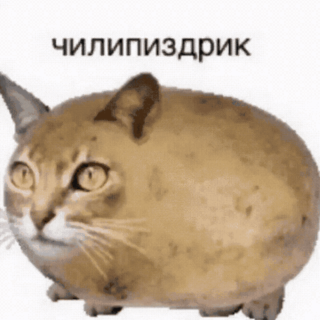 Potato Cat GIF Potato Cat Discover Share GIFs