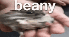 Beanyy Beany Discord GIF - Beanyy Beany Beany Discord GIFs