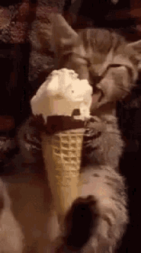 Cat Ice Cream GIFs Tenor