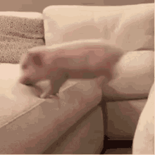 Pig Jump GIF - Pig Jump Couch GIFs