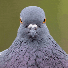 a close up of a pigeon looking at the camera with a green background