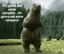 Bear Funny GIF - Bear Funny Dancing GIFs