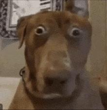 Scared Dog Shocked Dog GIF - Scared Dog Shocked Dog Surprised Dog GIFs