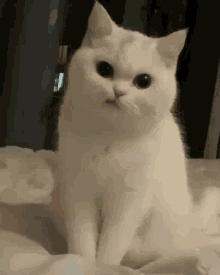 Cat Grumpy GIF - Cat Grumpy GIFs