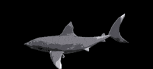 a pixel art of a shark on a black background .