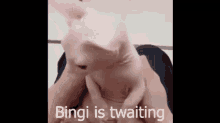 Bingi Bingus GIF - Bingi Bingus Bingeus GIFs