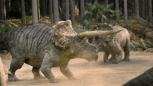 prehistoric planet 2 triceratops fighting battle locking horns