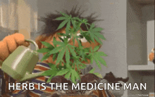 ernie from sesame street is watering a marijuana plant with a green cup .
