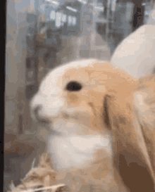 Bunny Gatogorro GIF - Bunny Gatogorro Tomigatou GIFs
