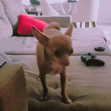 Chihuahua Jimiro GIF - Chihuahua Jimiro Jimiramirez GIFs