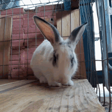 Bunny Yawning GIF - Bunny Yawning Rabbit GIFs