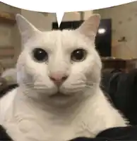 a white cat has a speech bubble above its head