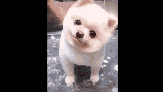 Puppy Dog GIF - Puppy Dog Cute - Discover & Share GIFs