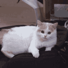a white cat is laying on a black bag