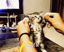 cat yay hands