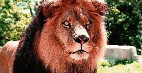 Hungry Lion Licking Lips GIF - Hungry Lion Licking Lips Wild Animals -  Discover & Share GIFs