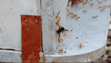 Bee Vs Ant Fight GIF - Bee Vs Ant Fight Nature GIFs