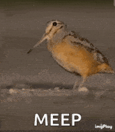 a bird is walking on the ground with the words meep written on the bottom .