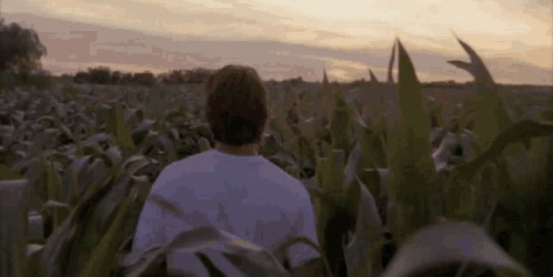 A gif. Text reads "if you build it they will come." A man in a white shirt walking in a corn field; from a scene in the movie Field of Dreams.