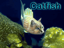 Catfish Qkkhailey GIF - Catfish Qkkhailey GIFs