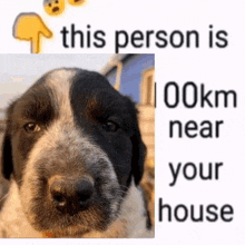 a black and white dog is standing next to a sign that says `` this person is 00km near your house '' .