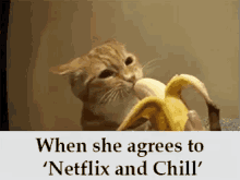 Netflix And Chill GIF - Netflix And Chill Cat Banana GIFs