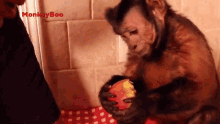 eating capuchin monkey monkeyboo hungry starving