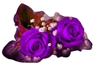 two purple roses with white flowers on a purple background