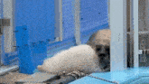 a seal is laying on the ground in a cage next to a pool .