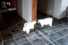 Today, You Have Made An Enemy! GIF - Goat Mirror Headbutt GIFs