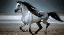 Caballos Horse GIF - Caballos Horse Running GIFs
