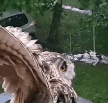 Yoll Yoll The Eagle Owl GIF